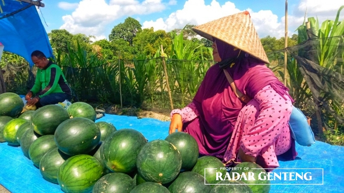 MENYEGARKAN: Umi Kulsum menunggu pembeli semangka di lapaknya Dusun Palurejo, Desa Sumbersewu, Kecamatan Muncar, Selasa (15/8).