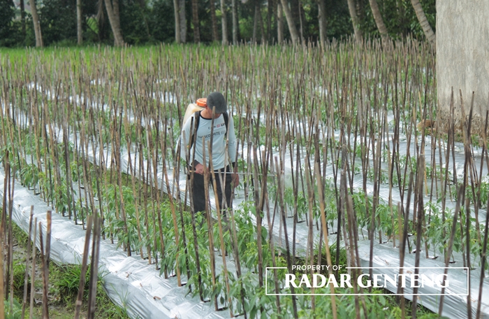 GANTI KOMODITI: Salah satu petani di Dusun Jenisari, Desa Genteng Kulon, Kecamatan Genteng menyemprot tanaman cabainya dengan pestisida, Minggu (20/8).
