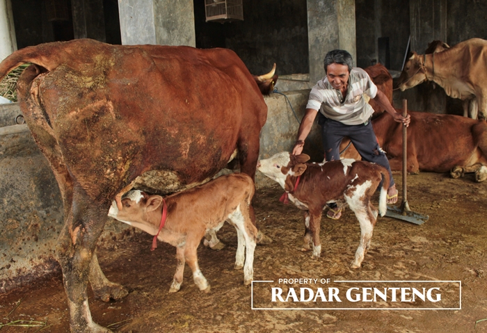 KEMBAR: Zaenuri menggiring dua anak sapi yang lahir bersamaan miliknya, di kandang dekat rumahnya Dusun Simbar, Desa Karangsari, Kecamatan Sempu, Jum