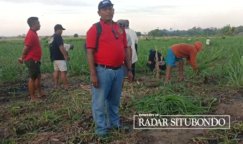 PENGUASAAN LAHAN: Puluhan warga melakukan penebangan tunas tebu di lahan milik ahli waris Danabi Amin, tepat di sisi Jalan Raya, Desa Kendit, Kecamatan Kendit, Situbondo, Minggu (27/8).