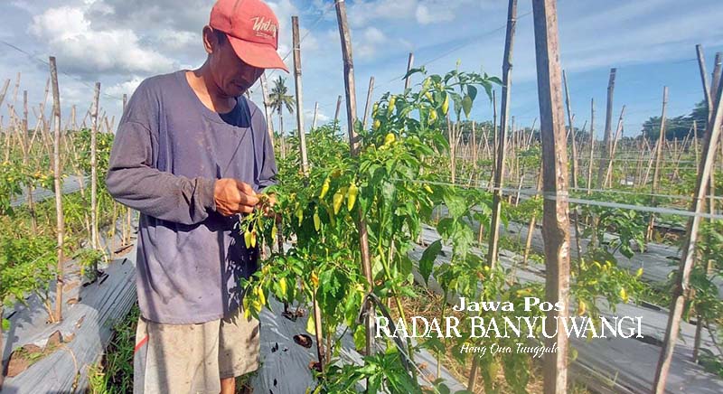 TETAP DIRAWAT: Petani menunjukkan tanaman cabai rawit yang mulai siap panen di Kecamatan Rogojampi, Banyuwangi, Minggu (27/8).