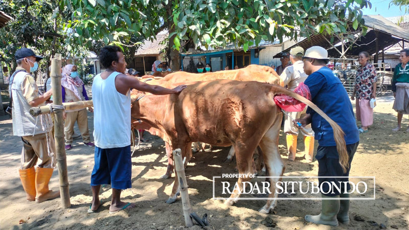 ANTISIPASI: Petugas kesehatan hewan di Disnakkan melakukan pemeriksaan terhadap sapi warga yang ada di Desa Siliwung, Kecamatan Panji, belum lama ini.