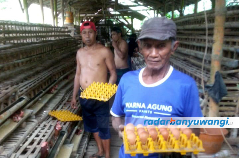 TURUN HARGA: Mishar memungut telur langsung dari kandang miliknya di Kecamatan Sempu, Banyuwangi, Kamis (14/9).