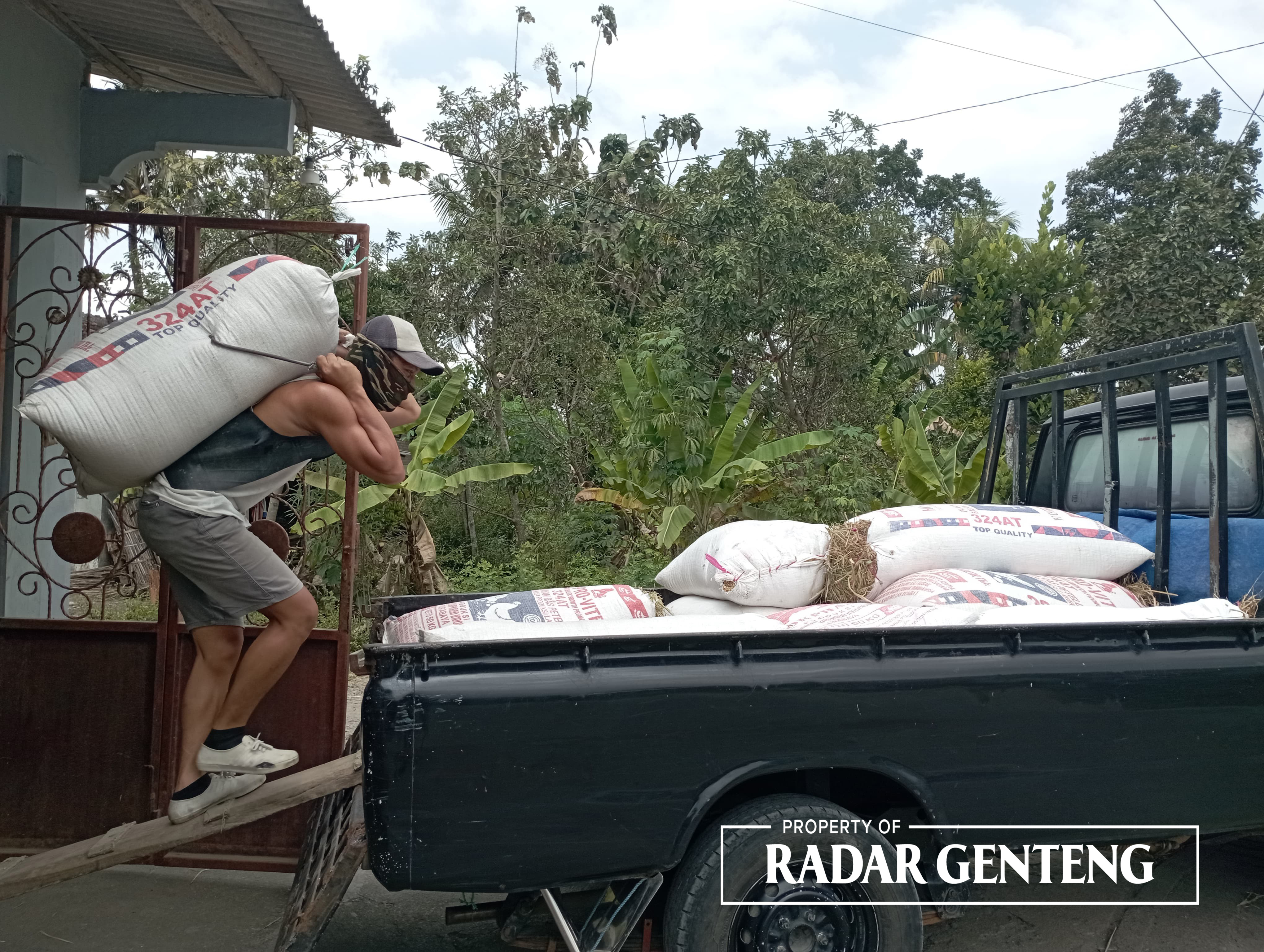 DITUMPUK: Salah satu buruh angkut mengangkat gabah ke mobil pikap di Dusun Cemetuk, Desa/Kecamatan Cluring untuk dibawa ke pabrik selep beras, Selasa (19/9).