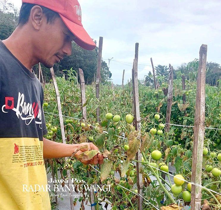 DAUNNYA MENGERING: Abdul Holik menunjukkan buah tomat yang tidak tumbuh optimal di lahannya, Desa Singojuruh, Rabu (20/9).