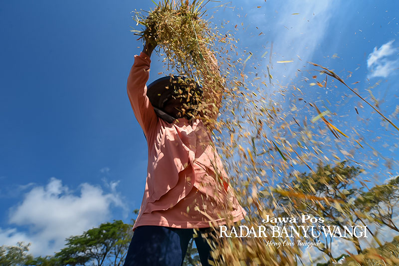 ILUSTRASI: Petani memanen padi di wilayah Kecamatan Blimbingsari, Banyuwangi, beberapa waktu lalu.