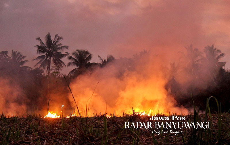 MEMBARA: Lahan bekas tanaman tebu di Dusun Tlogosari, Desa Jambewangi, Kecamatan Sempu terbakar karena diduga sengaja dibakar, Jumat (22/9)