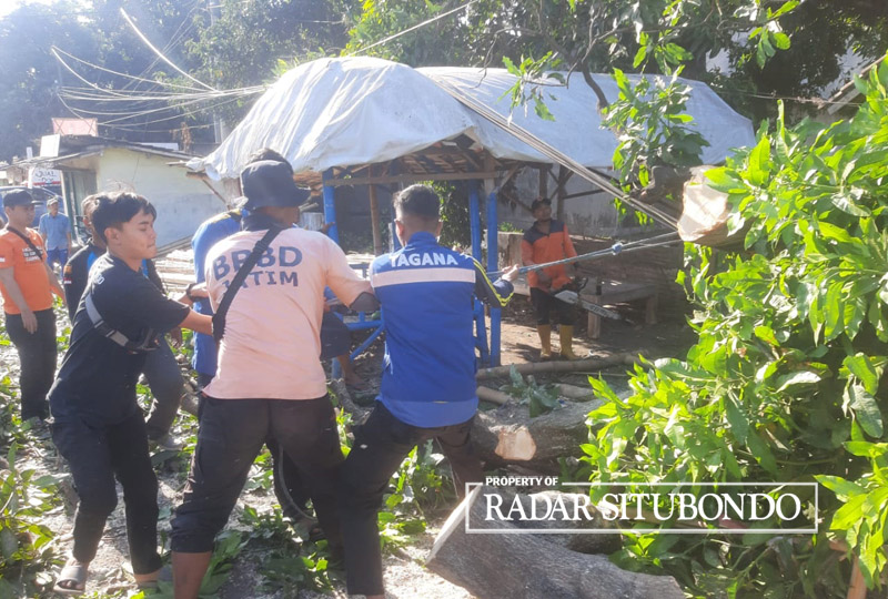 RUSAK BERAT: Anggota BPBD mengevakusi pohon mangga tumbang ke warung milik Rusmini, warga Dusun Karang sari, Desa Kilensari, Kecamatan Panarukan, Minggu (24/9).
