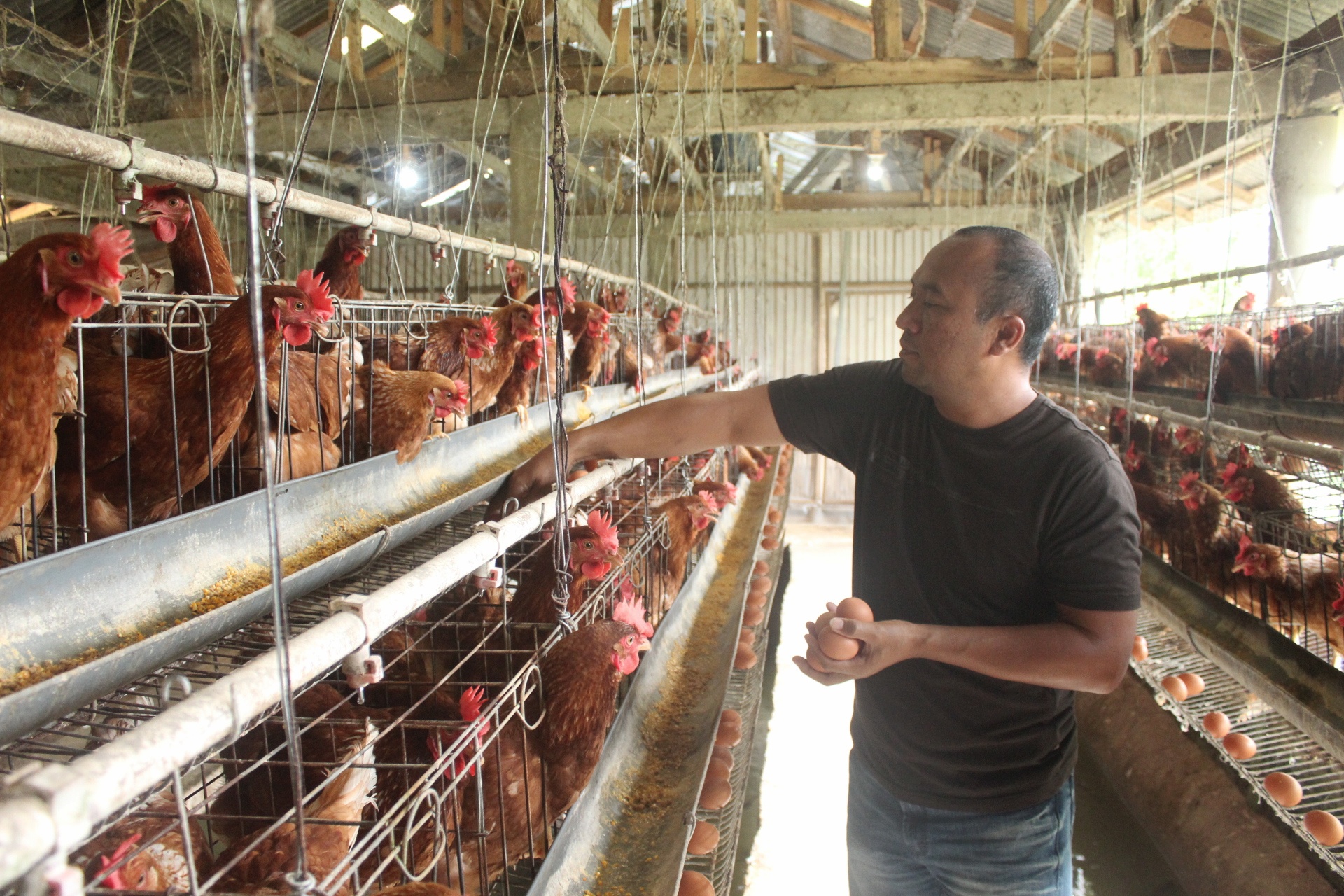 PANAS: Produktivitas ayam petelur milik Ahmad Haris Tri Cahyono menurun akibat cuaca panas yang ekstrem Jumat (6/10).