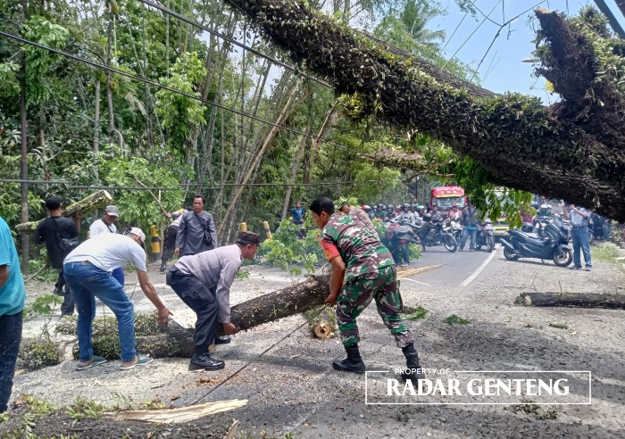 EVAKUASI: Anggota Koramil, Polsek Glenmore, dan warga mengevakuasi pohon trembesi yang ambruk di jalan raya Dusun Krajan, Desa Tegalharjo, Kecamatan Glenmore, Kamis (5/10)