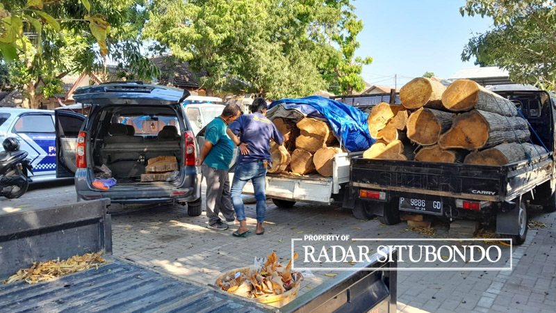 CEK TUNGGAK: Anggota Polres Situbondo melakukan cek tunggak kayu jati di halaman belakang Polres Situbondo, Jumat (6/10).