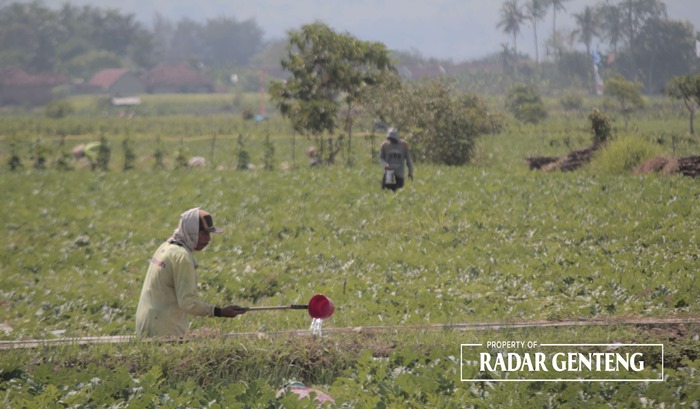 BELUM PANEN: Petani di Dusun Palurejo, Desa Tembokrejo, Kecamatan Muncar menyiram tanaman semangka di lahannya, Selasa (10/10).