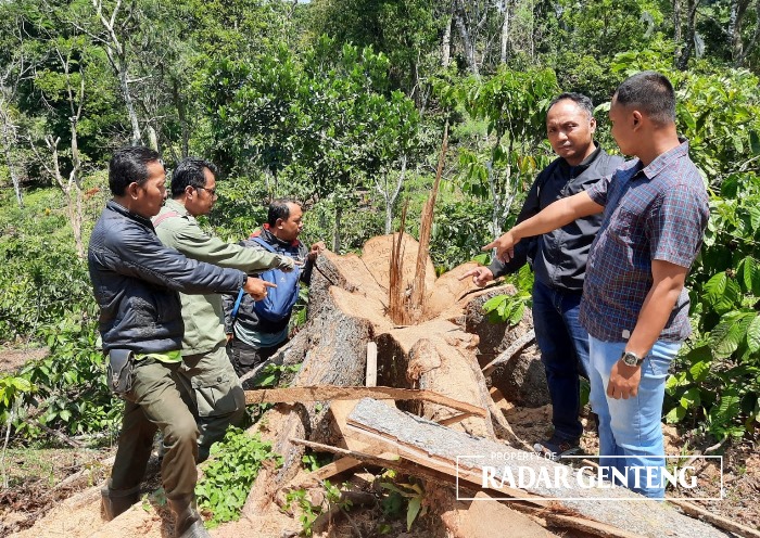 TUNGGAK: Kanit Reskrim Polsek Kalibaru Aiptu Sujarwadi bersama anggotanya dan petugas Perhutani KPH Banyuwangi Barat cek lokasi pembalakan liar di petak 74 B, Selasa (10/10)