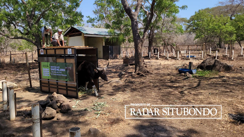 PELEPASAN BANTENG: Petugas Balai Taman Nasional Baluran melepaskan seekor banteng pejantan di kawasan hutan Taman Nasional Baluran, Situbondo, Rabu (11/10).