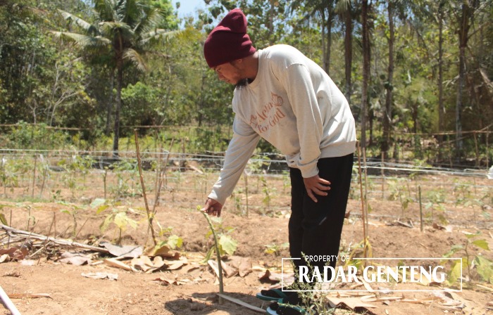 RUSAK: Hendrik menunjukkan tanaman papaya yang masih kecil rusak akibat dimakan koloni kera yang turun dari Gunung Srawet ke pemukiman warga Dusun Kebonrejo, Desa Kebondalem, Kecamatan Bangorejo, Kami