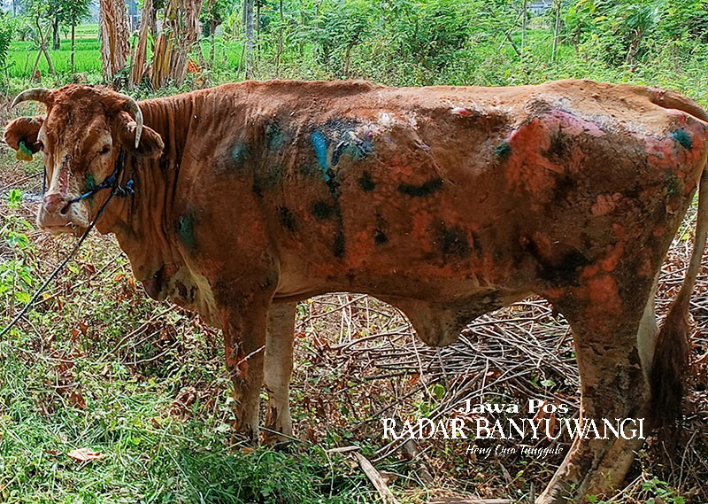 Tubuh induk sapi milik Siswanto di Singotrunan mengalami luka bakar setelah dilalap api, Jumat dini hari (13/10). Sapi jenis simental selamat setelah terperosok ke sungai.