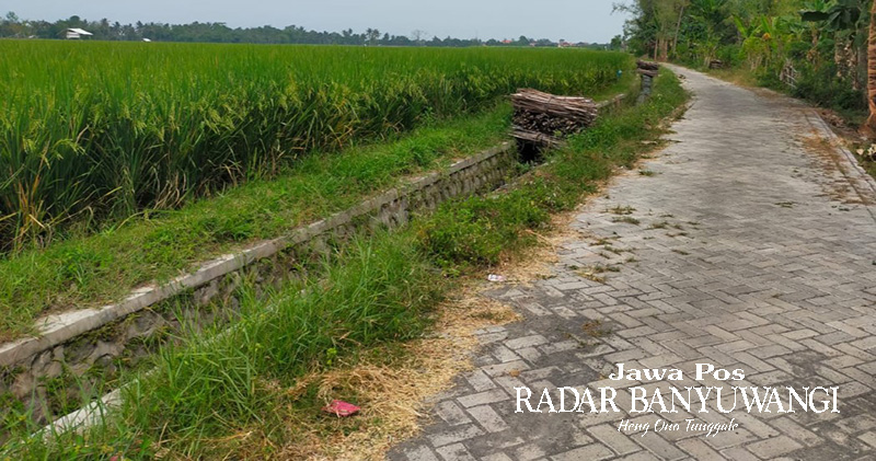 RATA: Jalan usaha tani di Dusun Sukorejo, Desa Lemahbang Kulon, Kecamatan Singojuruh, Banyuwangi.