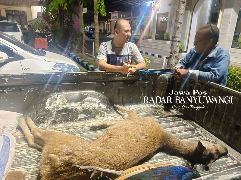 HASIL BURUAN: Satwa lindung yang ditangkap pemburu dievakuasi polisi Hutan Baluran ke Mapolres Situbondo, Minggu malam (15/10) sekitar pukul 19.45 WIB.