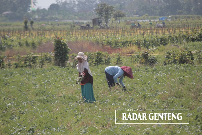 LEBIH PAGI: Petani mengawali aktivitas lebih pagi untuk mengindari panas matahari yang menyengat pada siang hari di persawahan Dusun Palurejo, Desa Tembokrejo, Kecamatan Muncar Rabu (18/10).