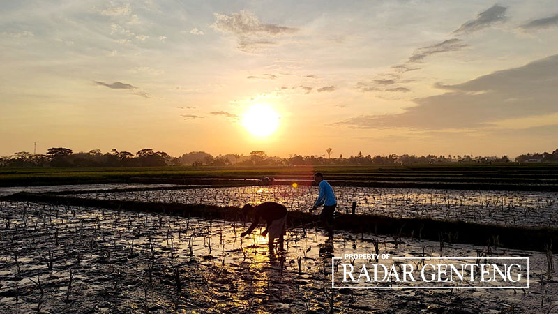 MULAI TANAM: Petani menanam padi di Dusun Wijenan Kidul, Desa Singolatren, Kecamatan Singojuruh pada Sabtu (28/10) pagi.