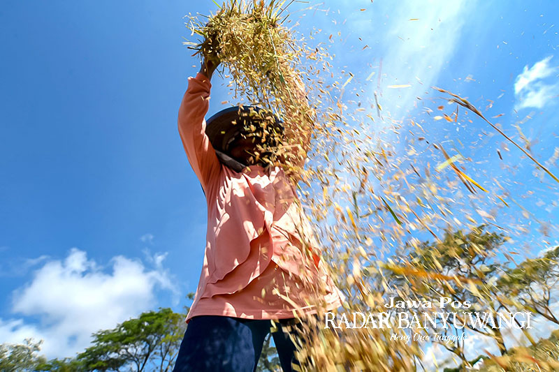 PANAS TERIK: Petani memanen gabah di wilayah Kecamatan Blimbingsari, Banyuwangi, beberapa waktu lalu.
