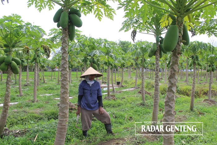 HARGA TINGGI: Petani membersihkan lahannya yang ditanami pohon papaya di Dusun Krajan, Desa Sumbersari, Kecamatan Srono, Selasa (31/10).