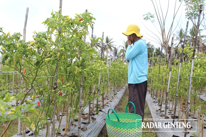 PEDAS: Petani cabai rawit di Dusun Krajan II, Desa Kembiritan, Kecamatan Genteng segera memanen cabai rawitnya untuk dijual ke pasar, Selasa (31/10).