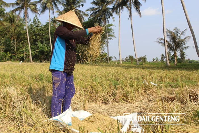 LELES: Pengasak mencari sisa panen padi di Dusun Krajan, Desa Tapanrejo, Kecamatan Muncar Senin (6/11).