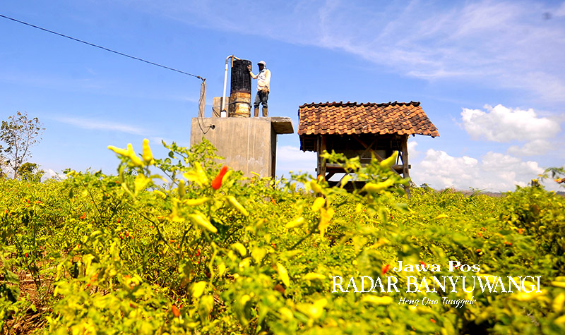 SIAP PETIK: Petani memanfaatkan air dari sumur bor untuk mengairi lahan tanaman cabai di Desa Bangsring, Kecamatan Wongsorejo, Banyuwangi, beberapa waktu lalu.