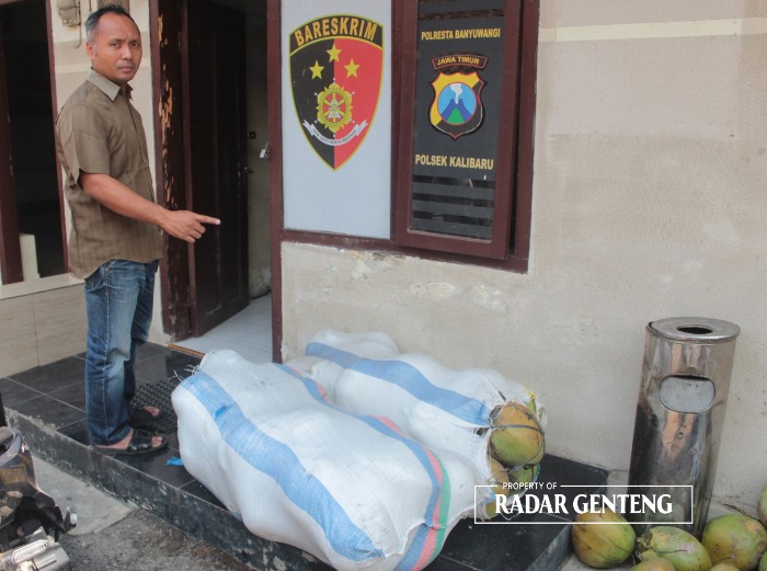 BB: Kanit Reskrim Polsek Kalibaru Aipda Sujarwadi menunjukkan kelapa dalam karung yang dicuri Febriyanto di Kebun Sumberwuni, Desa Kalibaru Manis, Kecamatan Kalibaru, Selasa (7/11).