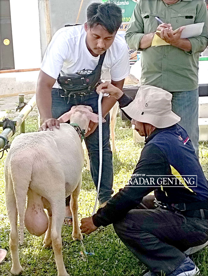 SAMPEL GENETIK: Petugas Dispertan Banyuwangi mengumpulkan data genetik domba sopas di Dusun Krajan, Desa Tampo, Kecamatan Cluring, Jumat (10/11).