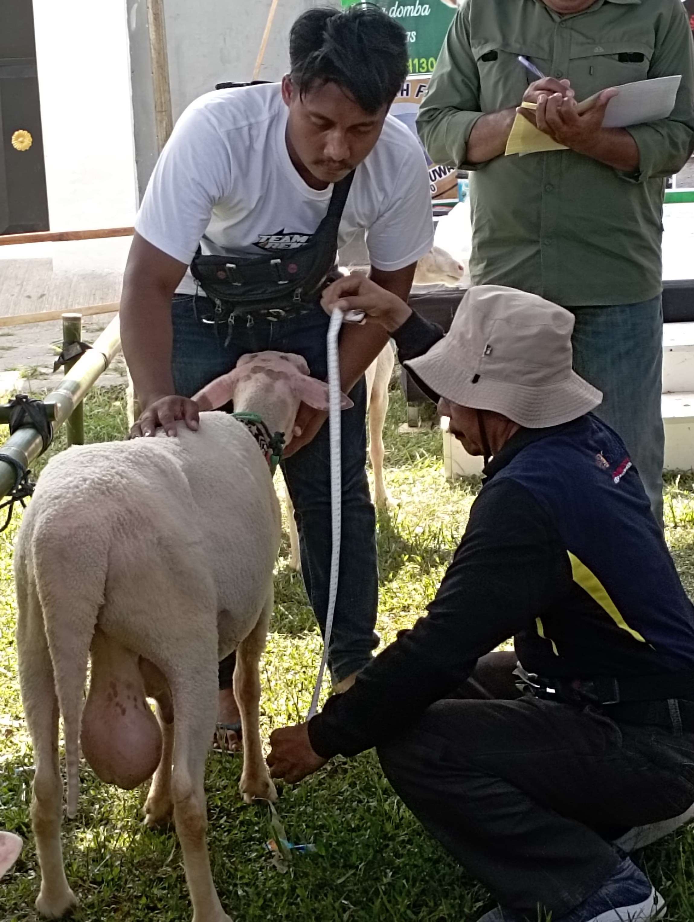 SAMPEL GENETIK: Domba asli Banyuwangi sedang diperiksa petugas Dispertan Banyuwangi untuk mengumpulkan data genetik di Dusun Krajan, Desa Tampo, Kecamatan Cluring pada Jumat (10/11).