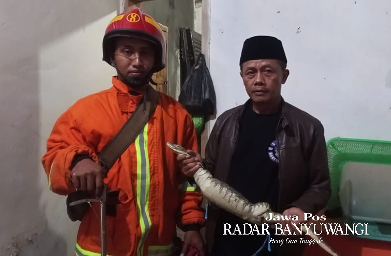 EVAKUASI: Anggota Damkar Genteng mengevakuasi seekor biawak dengan panjang hampir satu meter yang bersembunyi di kamar warga Krajan, Desa Kembiritan, Genteng pada Minggu (12/11) ma