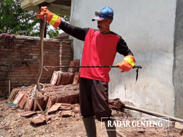 BERBISA: Petugas Damkar Sektor Genteng Siswadi mengevakuasi ular kobra yang bersarang di tumpukan genting rumah warga di Dusun Petahunan, Desa Jajag, Kecamatan Gambiran Rabu (15/11).