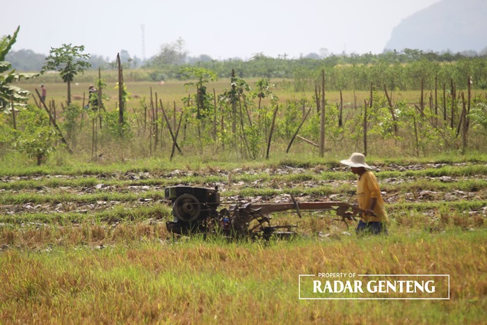 SEMANGAT: Petani di Dusun Mangunrejo, Desa Blambangan, Kecamatan Muncar mulai membajak sawah untuk persiapan tanam padi, Rabu (15/11).