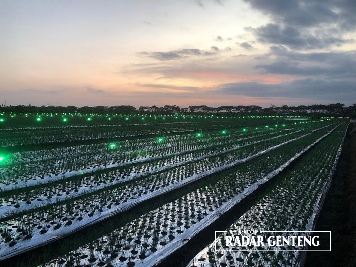 CANTIK: Tanaman bawang merah di Dusun Sumberkepuh, Desa Kedungwungu, Kecamatan Tegaldlimo terlihat indah saat disinari lampu LED untuk mengusir hama pada Sabtu (18/11) malam.