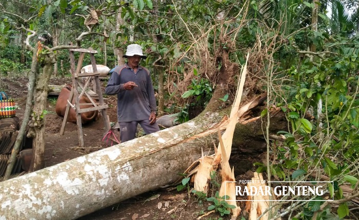 ROBOH: Batang pohon waru yang tumbang dan menimpa rumah Ashari di Dusun Krajan, Desa Banyuanyar, Kecamatan Kalibaru akan dipotong warga Selasa (28/11)