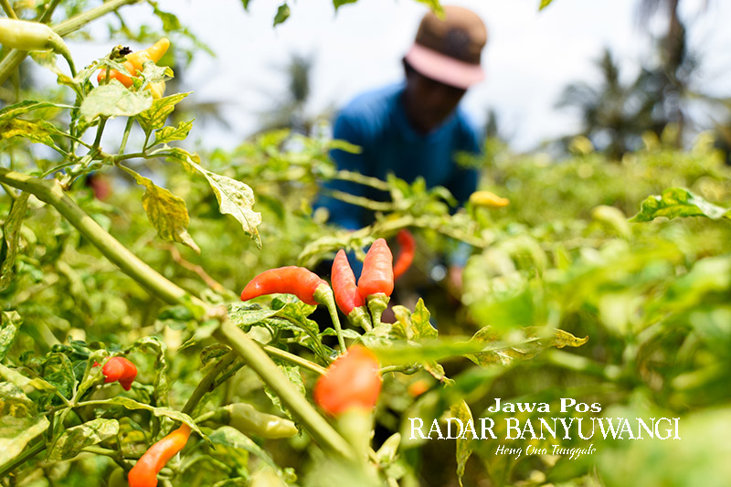MAKIN PEDAS: Seorang petani tengah memanen cabai di Desa Bangsring. Harga cabai di tingkat petani saat ini menyentuh angka Rp 70 ribu per kilogram.