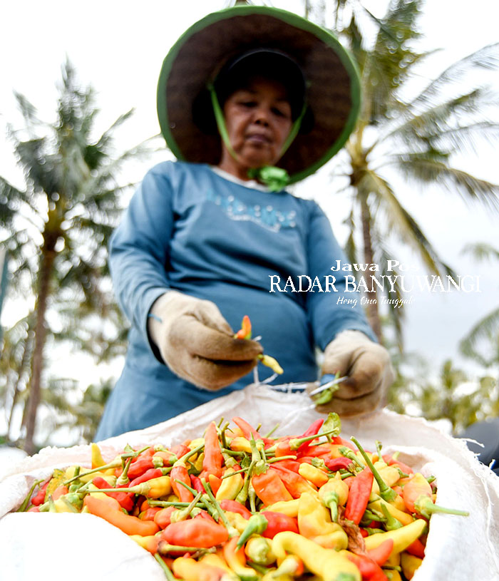SUMBANG INFLASI: Harga cabai rawit di tingkat petani menyentuh Rp 75 ribu per kilogram. Melambungnya harga cabai berpengaruh terhadap angka inflasi di Banyuwangi.