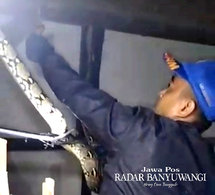 BIKIN RESAH WARGA: Petugas Damkarmat Banyuwangi mengevakuasi ular piton sepanjang tiga meter yang bersembunyi di atap rumah warga Desa Watukebo, Blimbingsari, Banyuwangi