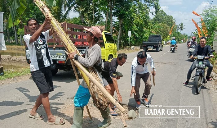 DICOPOT: Warga mencopoti pohon pisang yang ditanam di tengah jalan Dusun Tegalrejo, Desa Tulungrejo, Kecamatan Glenmore pada Jumat (22/12)
