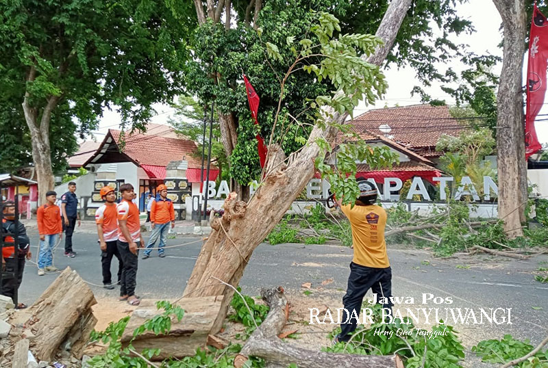 DIGERGAJI: Anggota Tim Reaksi Cepat (TRC) BPBD Banyuwangi memotong pohon tumbang di depan kantor DPC PDI Perjuangan Banyuwangi, Rabu (3/1).