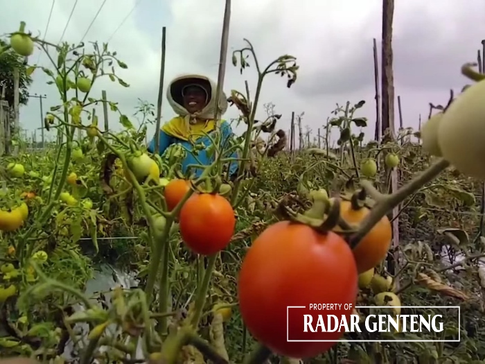 KENA PENYAKIT: Petani di Dusun/Desa Kepundungan, Kecamatan Srono memanen sisa tomat dari tanaman yang masih sehat, Senin (8/1).