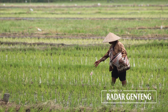 SEPARO KEBUTUHAN: Petani di Dusun Krajan, Desa Tapanrejo, Kecamatan Muncar mulai memupuk tanaman padinya Senin (15/1).