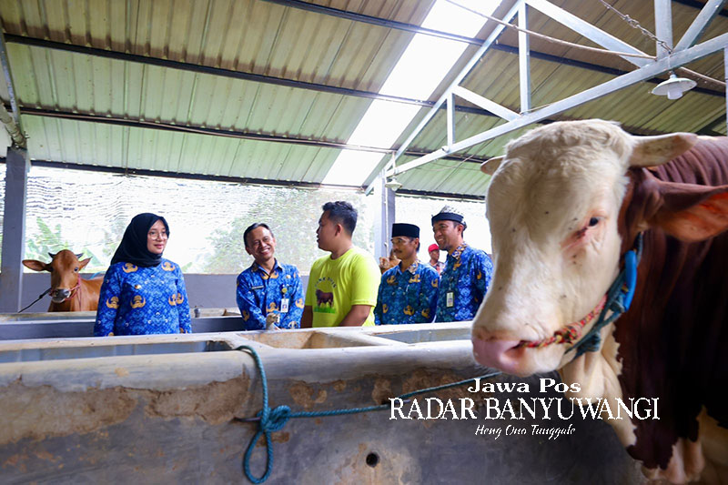 JUMBO: Bupati Ipuk Fiestiandani didampingi Plt Kepala Dinas Pertanian dan Pangan Ilham Juanda mengunjungi peternakan sapi Enzo Farm di Desa Dasri, Tegalsari, Banyuwangi.