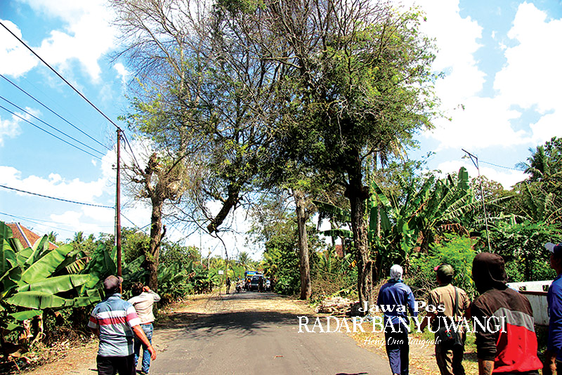 Pohon asam jawa di tepi Jalan Raya Desa Kebaman, Kecamatan Srono, Banyuwangi.