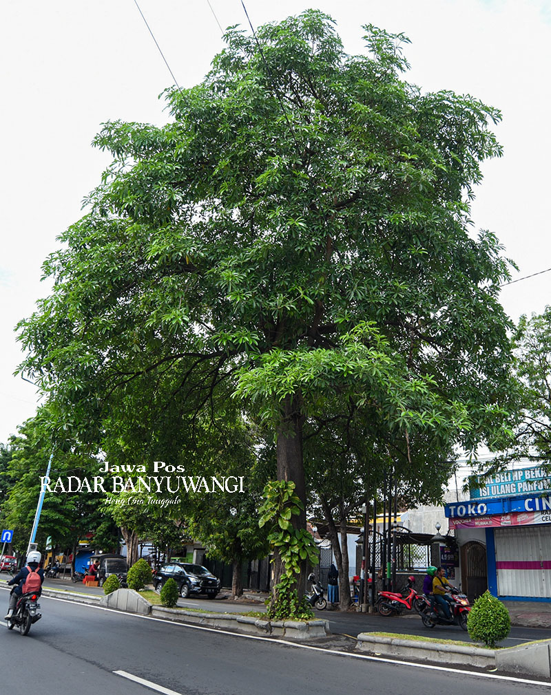 UNSUR HIJAU: Pohon pule di tanam di sejumlah jalan utama Banyuwangi.
