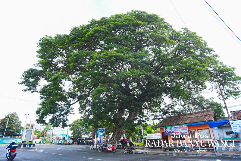 DEPAN KANTOR PLN: Pohon trembesi tua berukuran besar di pertigaan Jalan Nusantara Banyuwangi.
