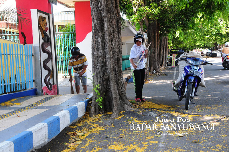 SONO KEMBANG: Petugas kebersihan menyapu bunga kuning pohon angsana di Jalan KH Wahid Hasyim Banyuwangi.