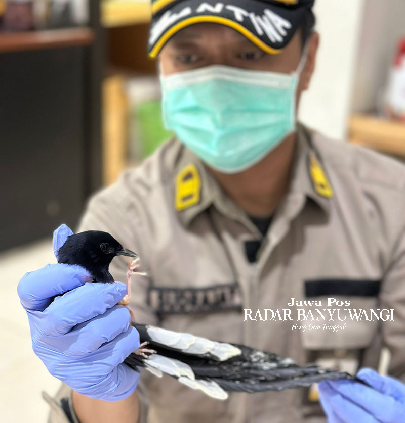 TANPA DOKUMEN: Petugas karantina memeriksa burung murai batu yang akan diselundupkan ke Jawa.
